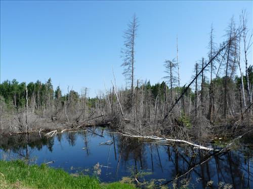 Nopiming Provincial Park - Bird Lake Campground
